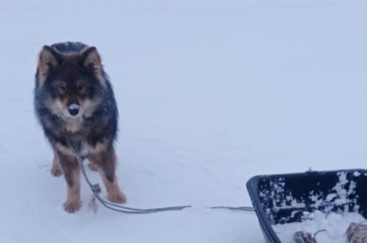 Perro en medio de la nieve