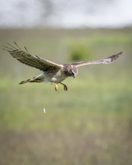 Halcón defecando en pleno vuelo sobre un campo