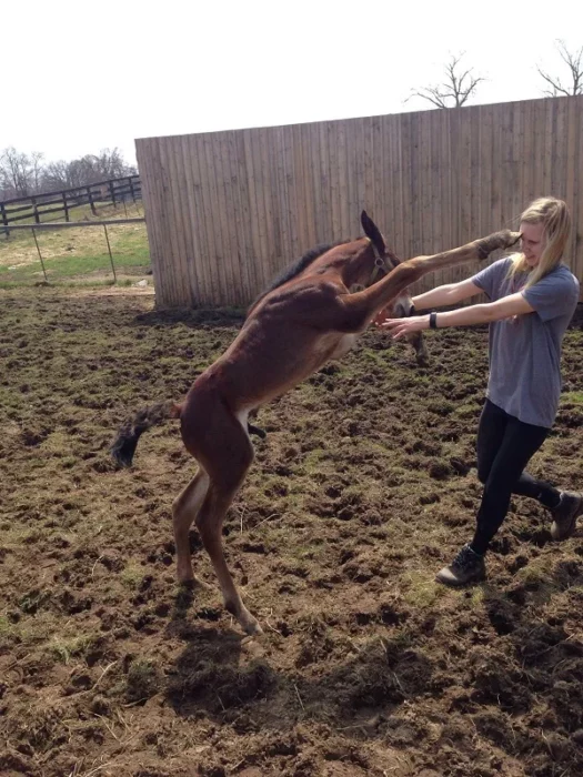 Manos fuera humana un burro tirando un golpe con sus pezuñas contra una muchacha rubia que se le acerca