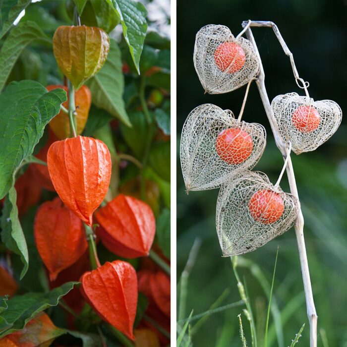 Physalis de la planta esqueleto japonesa