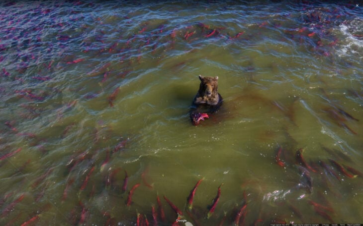 Un oso en el agua rodeado por lo que parecen ser tentáculos