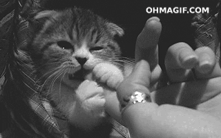 gif animado en blanco y negro de un gatito mordiendo el dedo índice de una persona