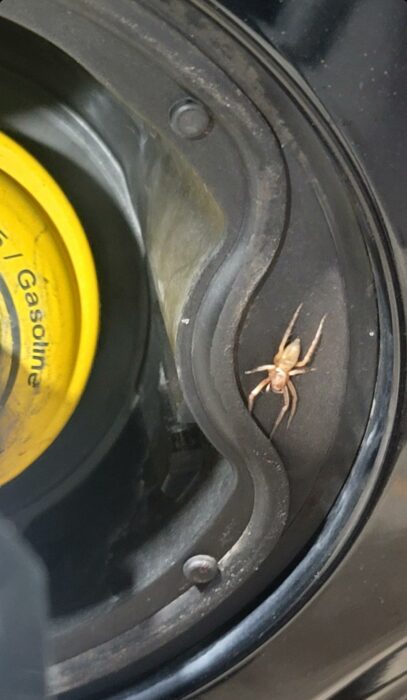 Araña saco amarillo septentrional en la boca de abastecimiento de gasolina de un carro camioneta vehículo automotor