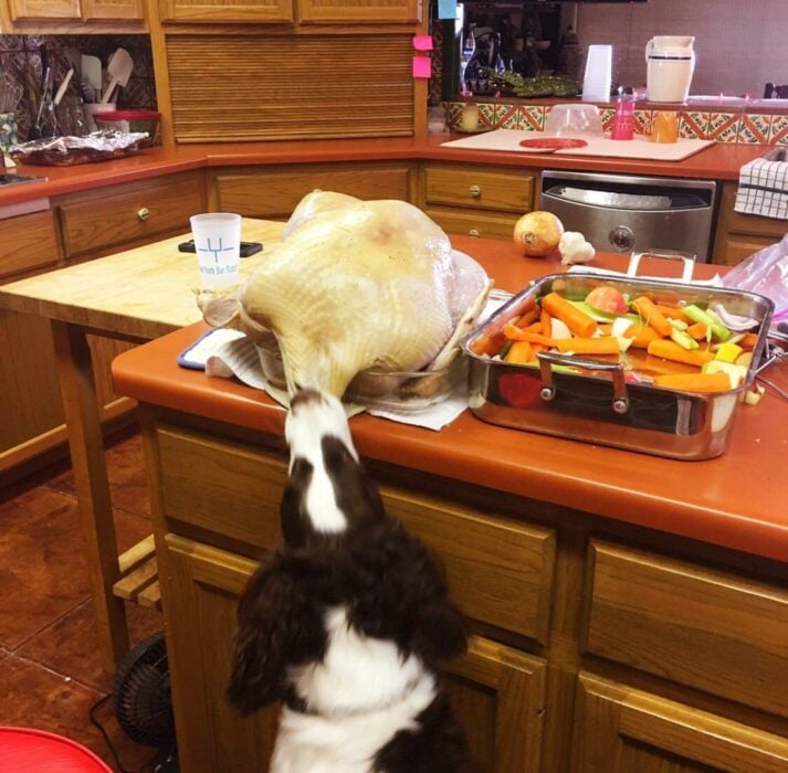 Ladrón atrapado infraganti perro agarrando un pollo cocinado con el hocico