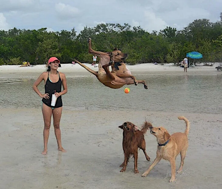 Perro saltando para atrapar una pelota en la orilla de un lago playa