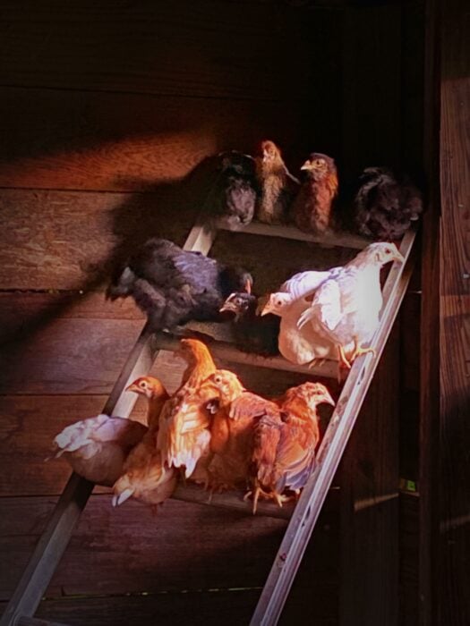 Pollos a la luz del crepúsculo en una escalera dentro de un edificio de madera