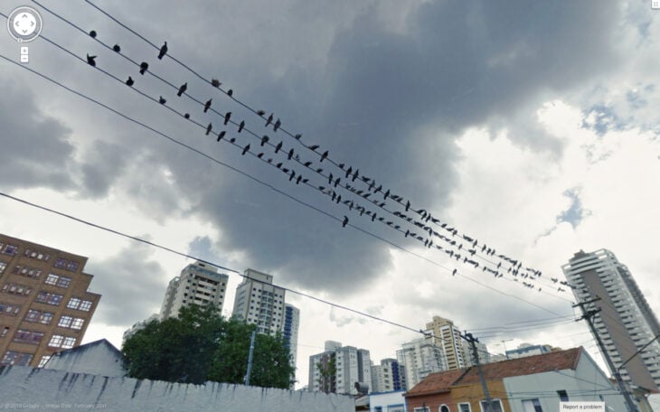 Imagen de Google Maps fotografía de pájaros sobre líneas de corriente
