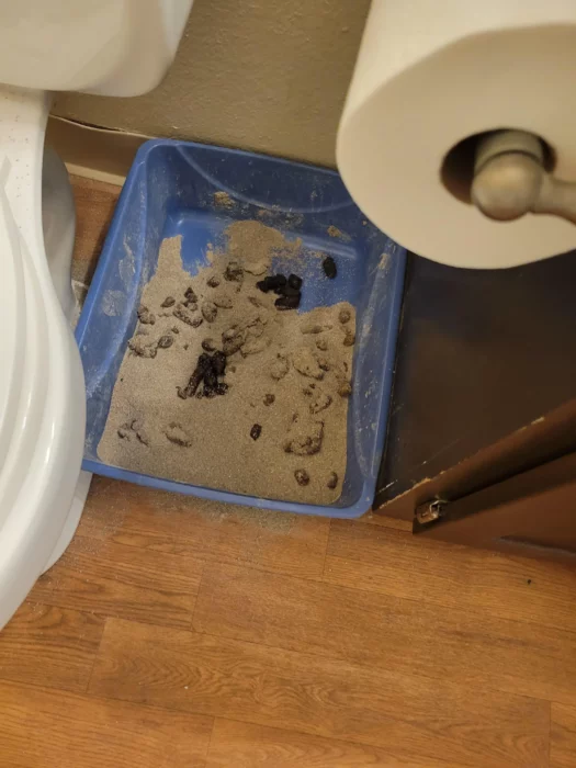 Caja de arena de gato sin limpiar