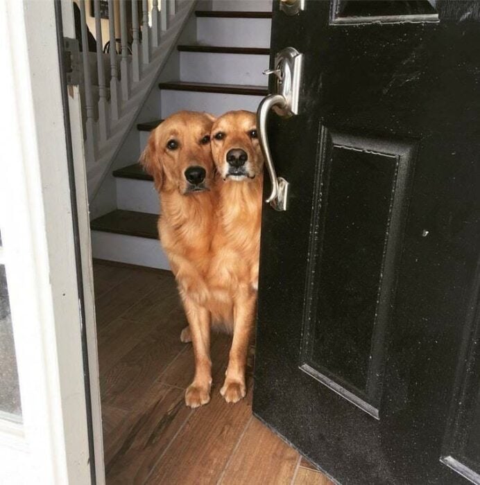 un perro bicéfalo en la puerta de una casa