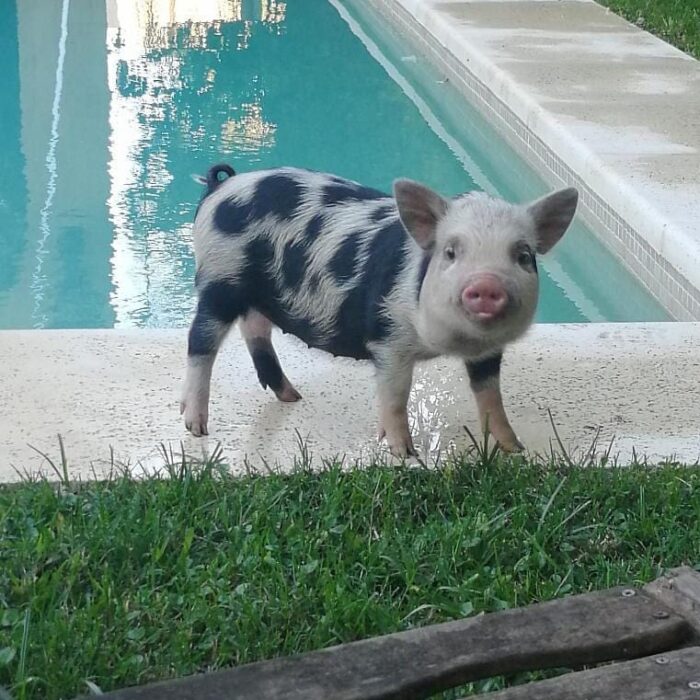 Roma cerdita minipig