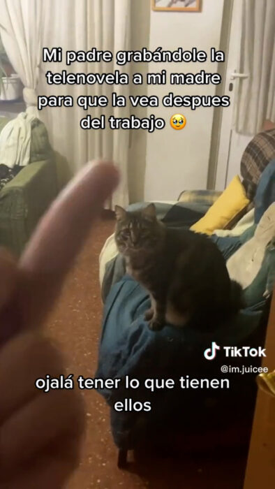 Le tira dedo al gato