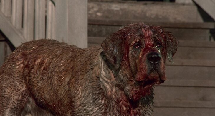 cujo 1983 san bernardo