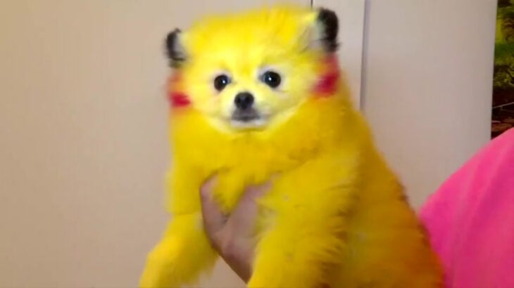 Perro con cosplay de Pikachu