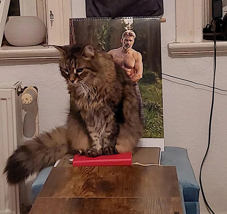 Micifuz el gato masaje de espalda fotografía de hombre 