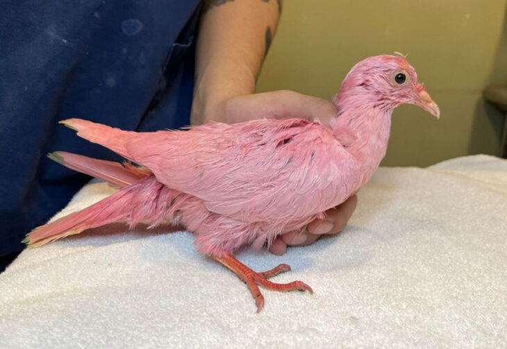 Muere Flamingo la paloma que tiñeron de rosa