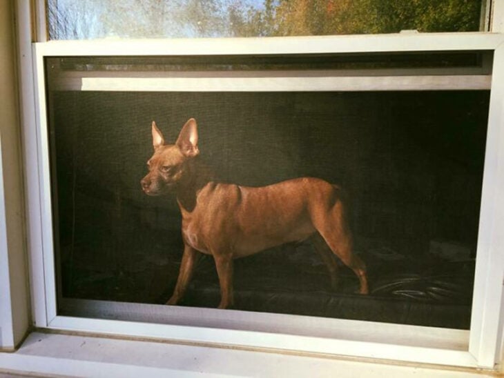 Perro al cloroscuro