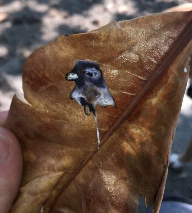 Autorretrato de un pajaro