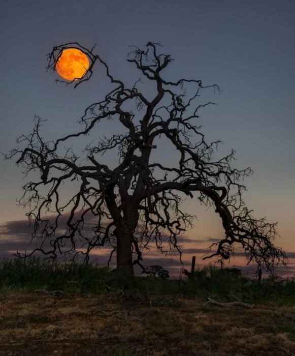 Árbol sosteniendo a la luna