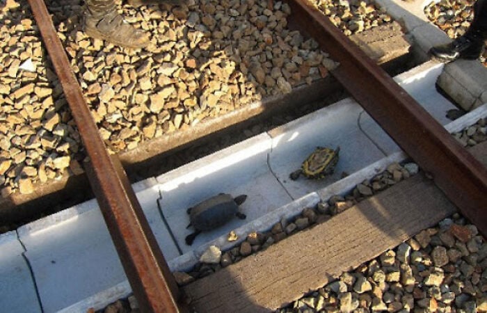 Camino especial en las vías de tren de Japón para que circulen las tortugas