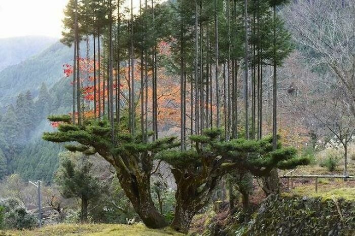 Daisugi o cómo producir madera sin talar árboles en japón