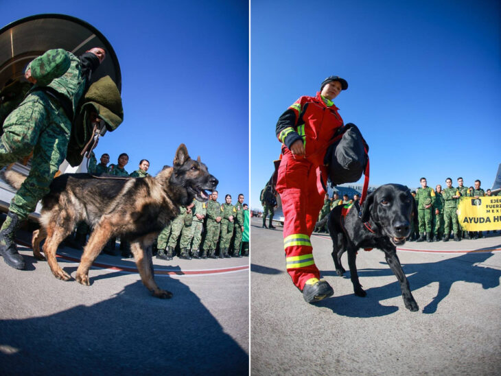 Perros rescatistas mexicanos