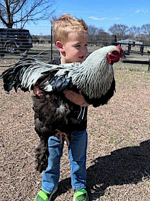Niño con pollo de Brehma