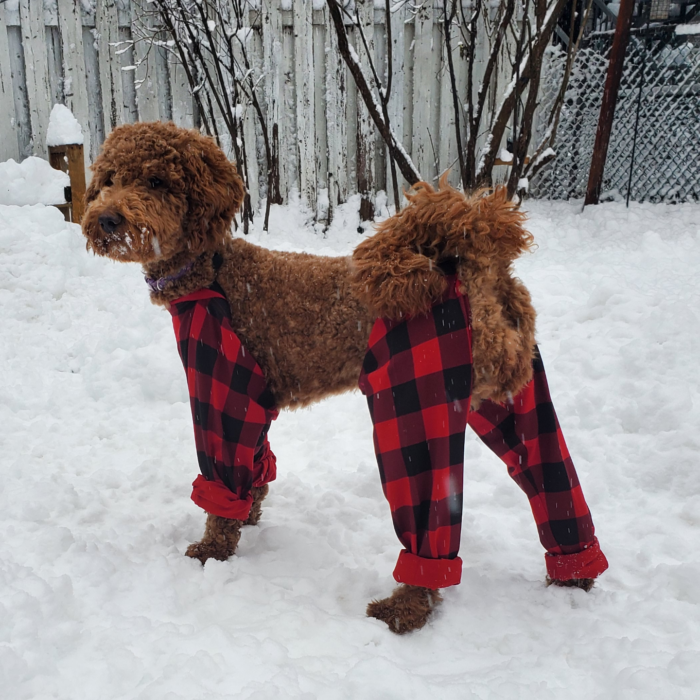 Moda invernal para caninos