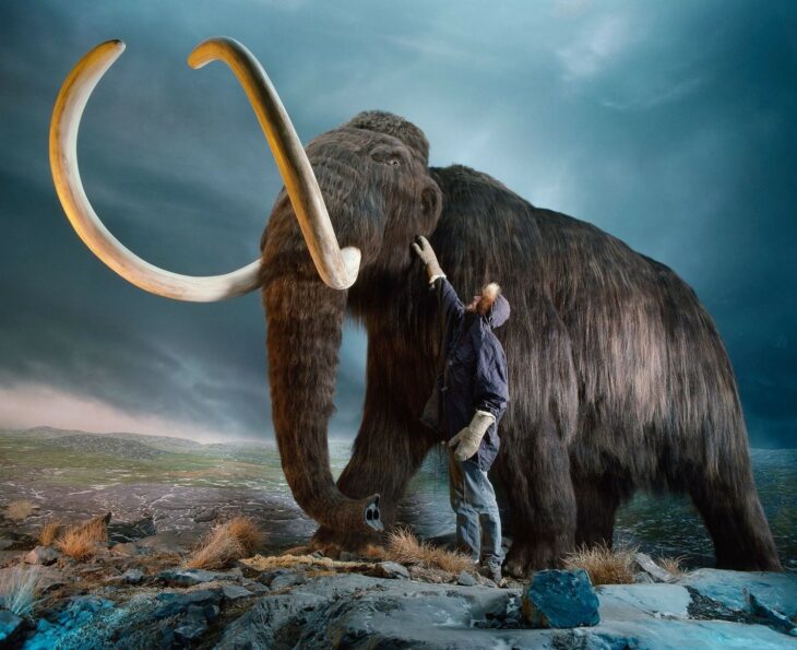 Mamut lanudo en perspectiva con un hombre