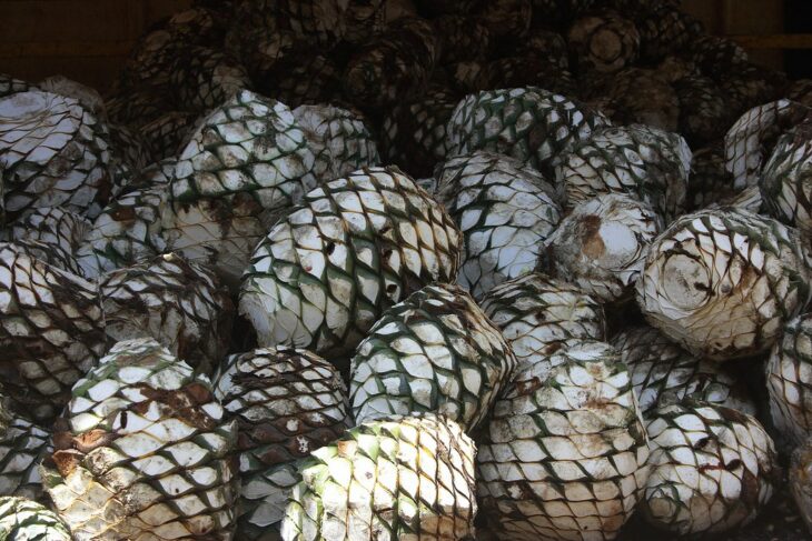 Piñas de agave