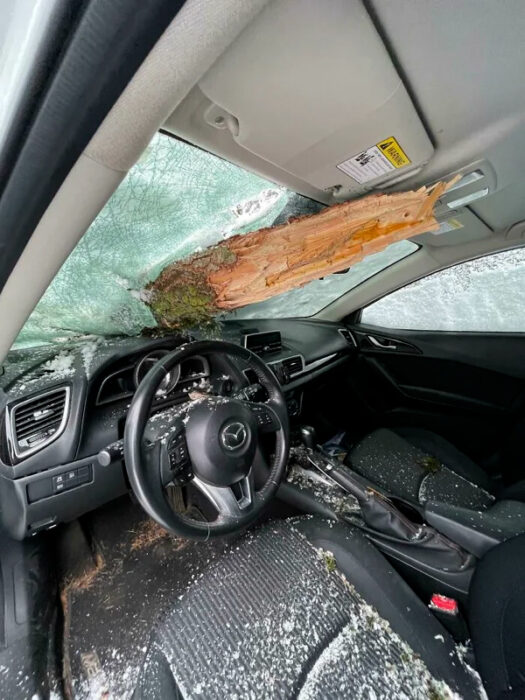Árbol entrando por el cristal de un auto