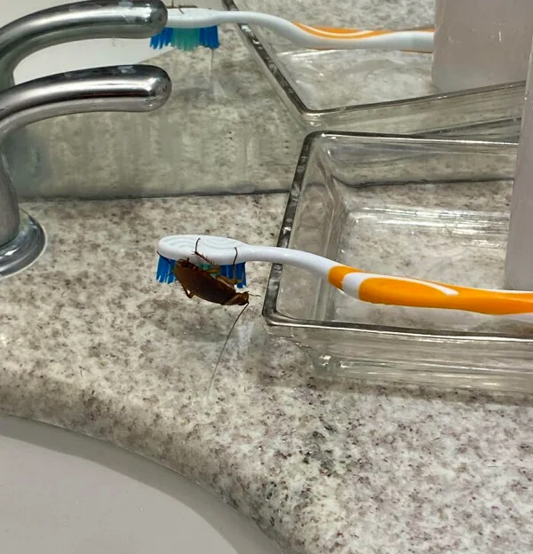 Cepillo de dientes con una cucaracha
