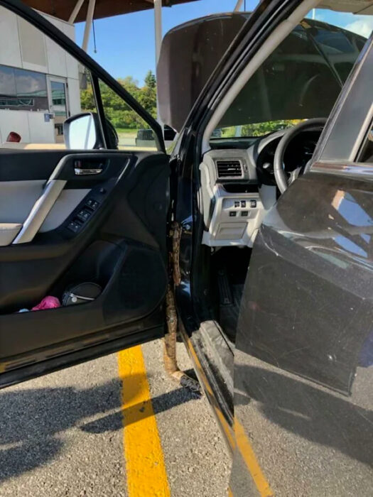 Serpiente enredada en la puerta de un auto