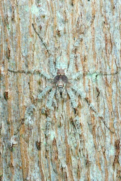 Araña camuflajeada