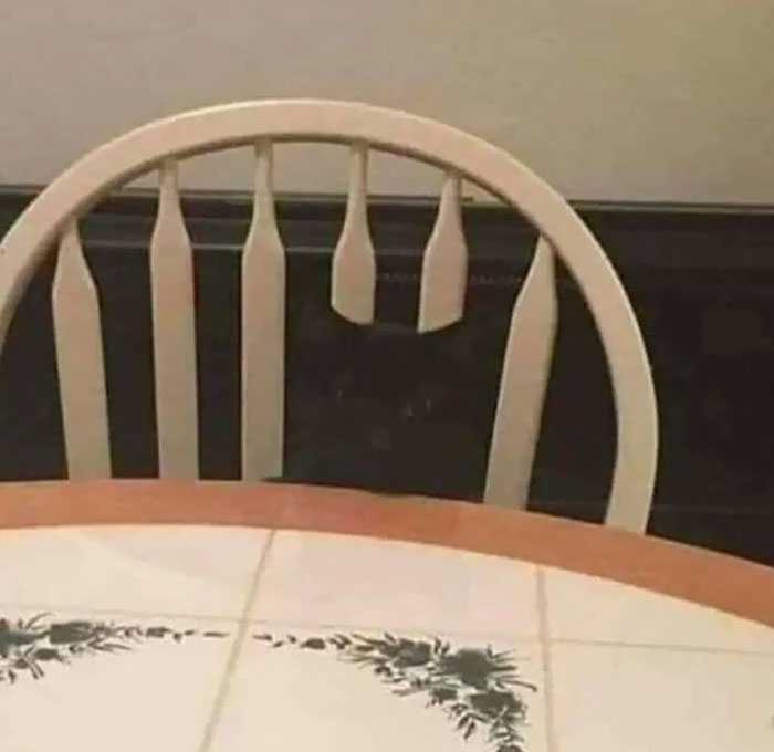Gato camuflajeado en silla