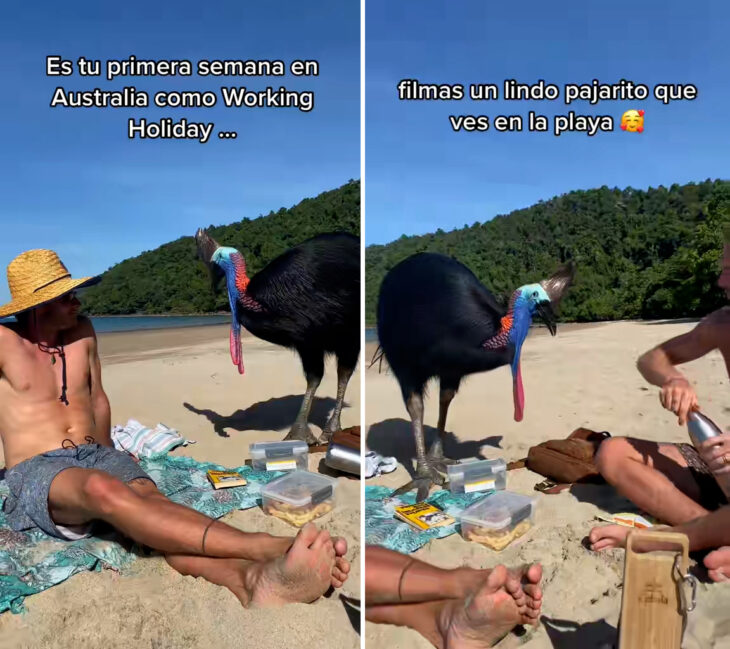Turistas se encuentran con un casuario