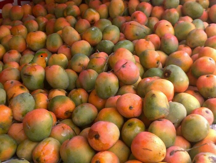 Loro entre mangos