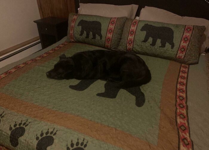 Perro camuflajeado en cama