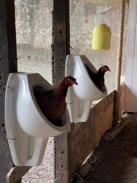 Gallinas en urinales