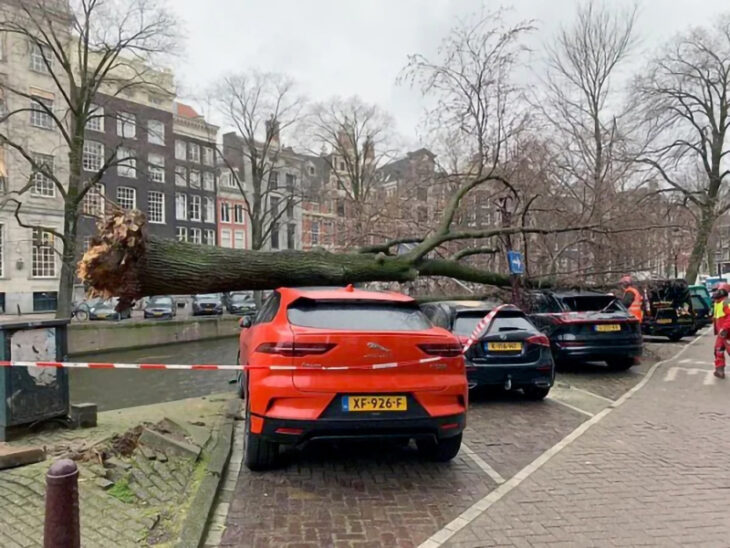 Árbol cae sobre coches estacionados