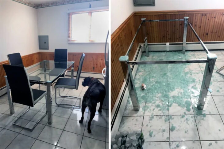 Perro viendo mesa de cristal