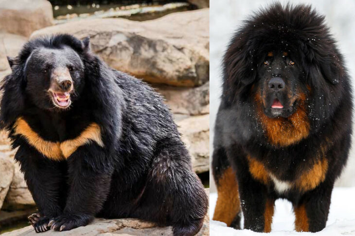 Oso negro del himalaya y mastín tibetano