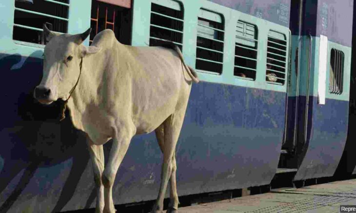 Vaca en el tren