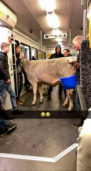 Vaca en el metro