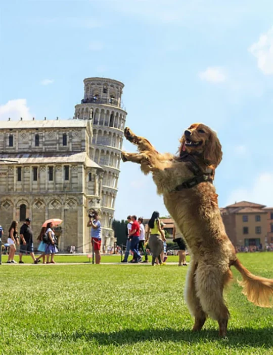 Perro levantando las patas para sostener la torre inclinada de Pisa