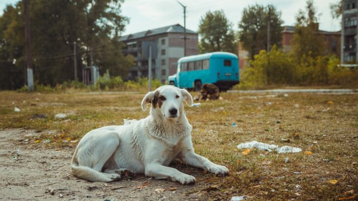 Perros de Chernóbil 