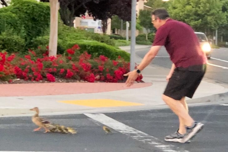 Ayuda a patos a cruzar la calle