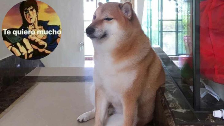 Perrito Cheems meme original 