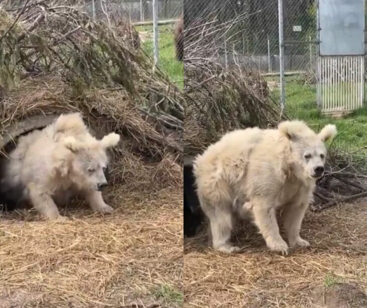 Oso saliendo de hibernar se viraliza 