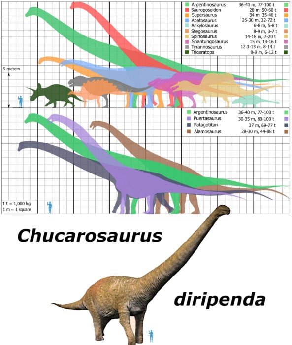 Chucarosaurio Diripenda tamaño