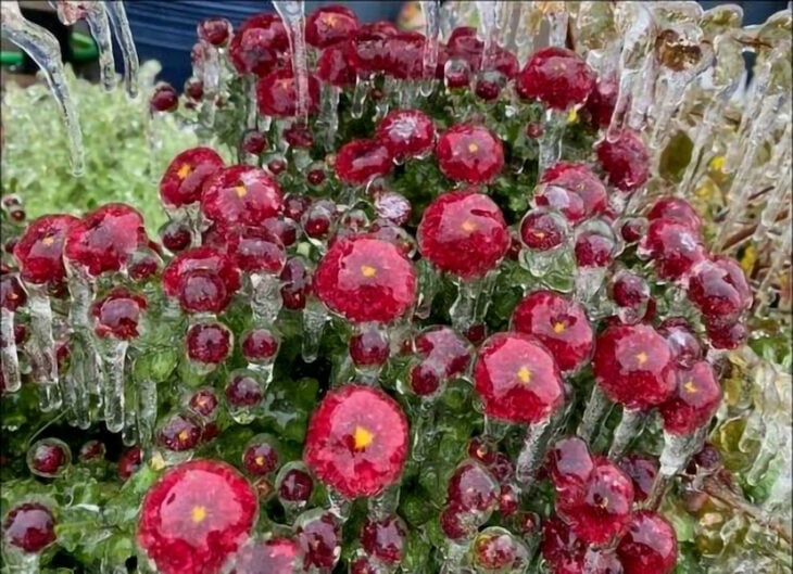 Flores congeladas